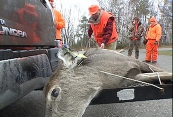 deer on back of truck